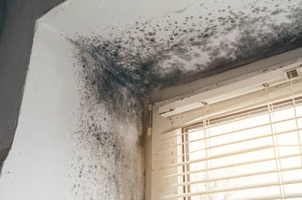 Trusted Commercial Mold Remediation service in Pomeroy, WA - Cheap Mold Removal